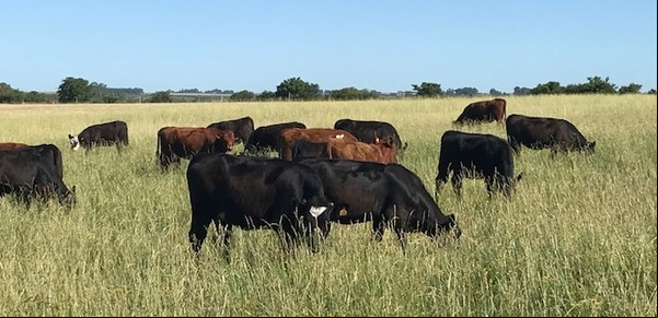 Vacas fantasma: un escándalo en Uruguay y 500 argentinos estafados