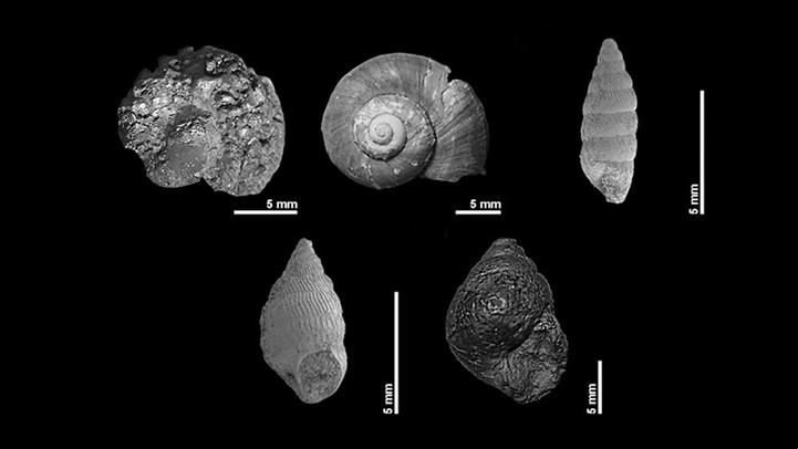 Algunos de los moluscos encontrados
