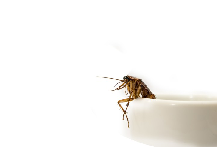 Las cucarachas buscan lugares húmedos y con restos de comida para alojarse. Foto: Shutterstock