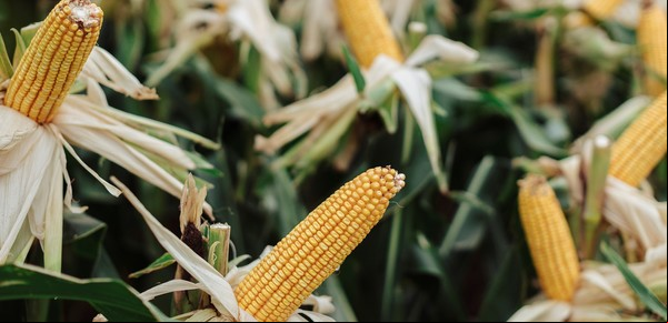 NK lanzó en Expoagro 2025 un nuevo maíz y llevó más genética junto a sus servicios para respaldar al productor