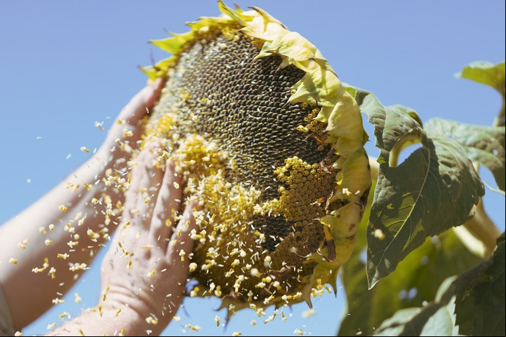 En Expoagro, NK resaltó las virtudes de un híbrido disruptivo dentro del mercado como el NK 3979 CLHO que ofrece el mayor rendimiento para el segmento alto oleico.