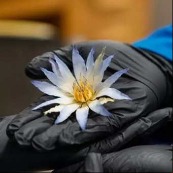 El misterioso loto azul de Tutankamón: una investigación descubrió su verdadero uso