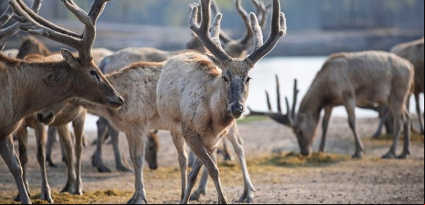 El milagro del ciervo milú: cómo China rescató una especie que estuvo al borde de la extinción