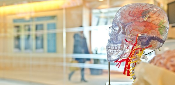 12 preguntas para mejorar la salud del cerebro según especialistas 