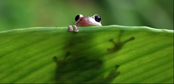 Scinax fontanarrosai: como es la nueva especie de rana descubierta en Argentina que rinde tributo a Roberto Fontanarrosa