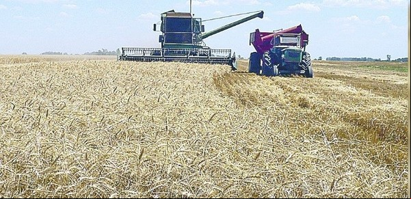 Trigo y cebada: se espera un auge en la siembra y calculan ingresos por exportaciones de más de US$ 4.000 millones