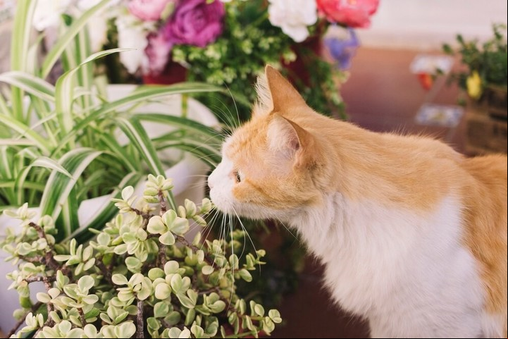 Cuidar a una mascota implica conocer los riesgos a los que puede estar expuesta. Foto: Freepik.