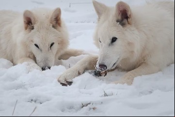 Científicos aseguran haber revivido al "lobo terrible", que se había extinguido hace más de 10 mil años