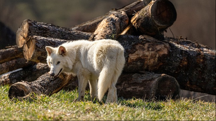 El último intento por revivir un animal extinto data de 2003, cuando se intentó con una cabra montés pirineica, pero el experimento falló.
Foto: Reuter