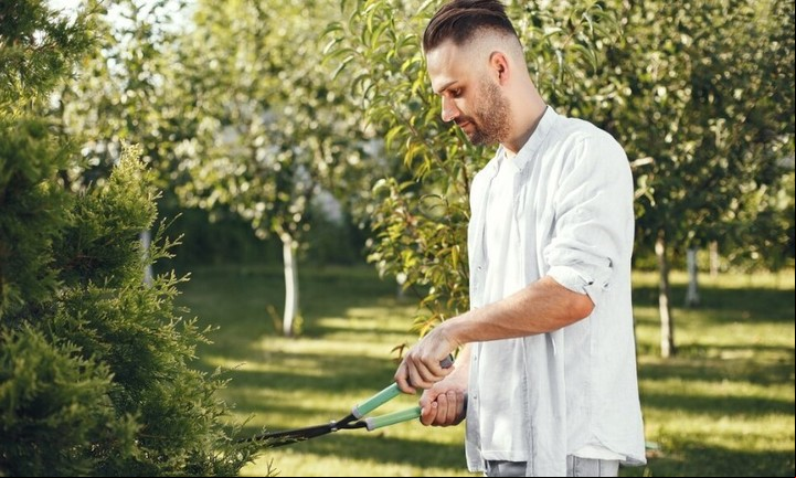 Las rosas necesitan ser podadas en la primavera para eliminar las ramas muertas y permitir un crecimiento saludable. Foto: Freepik.