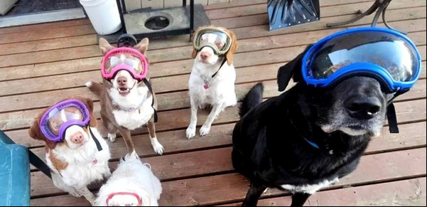 Alerta por la erupción de un volcán en Alaska: los residentes preparan a sus mascotas para resistir las cenizas