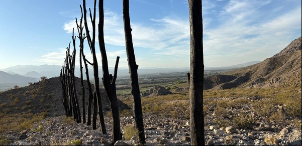 Poéticas de la foresta y la extinción: Conexión arteba discute el vínculo arte - naturaleza en Cuyo 