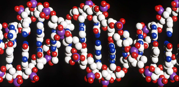 Del ADN al genoma humano, la evolución que abre infinitas posibilidades