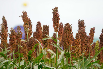 Qué oportunidades se abren para el trigo, la cebada y el sorgo en plena guerra comercial