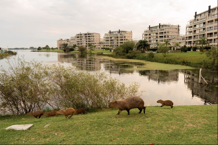 Una familia de carpinchos con crías cerca de un lago artificial en Nordelta.