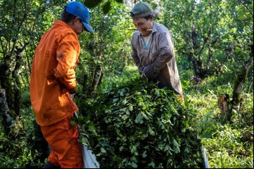 Yerba mate: creen que será una de las peores zafras por el bajo precio que pagan a los productores