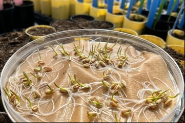 Hallazgo clave del INTA para el futuro del trigo: 5 por ciento más de rinde