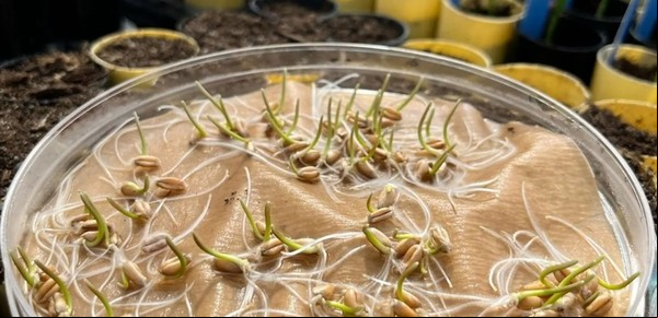 Hallazgo clave del INTA para el futuro del trigo: 5 por ciento más de rinde