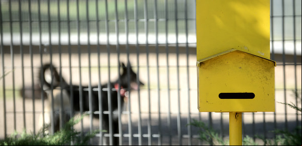 La caca de los perros, un problema sin solución en la Ciudad y la prueba fallida de las bolsitas en las plazas