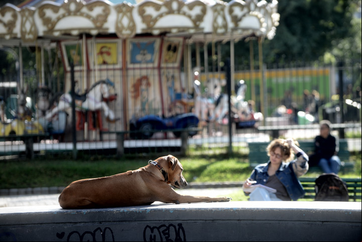 El problema de la cada de perro en los espacios publicos de la Ciudad. Foto: Luciano Thieberger