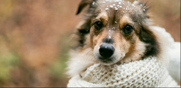¿Cómo abrigar a gatos y perros en invierno? Esto es lo que recomiendan los veterinarios