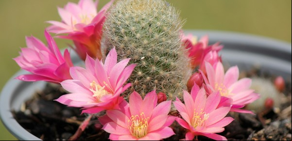 Cactus injertados: cómo se producen y cuáles son los cuidados más importantes