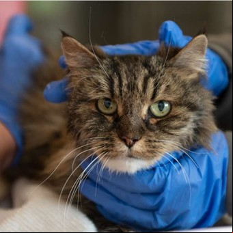 Un gato sobrevivió tras una caída de 116 metros en un acantilado
