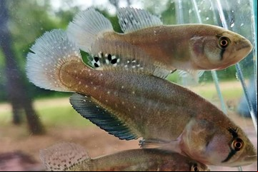 Descubren una nueva especie de pez en humedales del Chaco