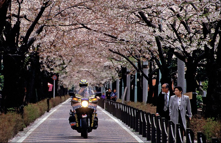 Bajo los cerezos en flor en Japón. Foto Emilio Scotto