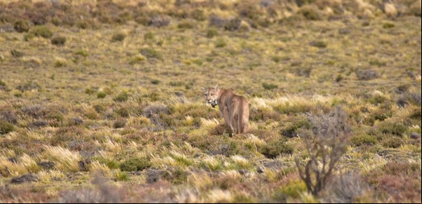 El increíble viaje de la puma que recorrió 400 kilómetros en 50 días hacia el mar y volvió