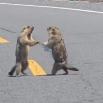 Dos marmotas se pelearon en medio de una autopista y detuvieron todo el tránsito
