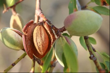 Cultivá tu propio árbol de almendras desde una semilla con este truco casero de jardineros expertos