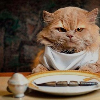 Multaron a una jubilada por alimentar al gato de su vecino que ahora no quiere volver a casa
