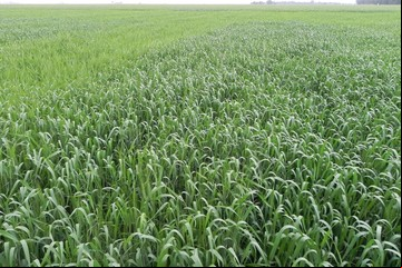 El abecé para realizar una nutrición eficiente del trigo