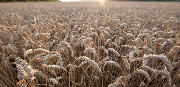 Dos herramientas para producir más trigo sin malezas ni enfermedades